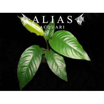 Anubias species Short & Sharp