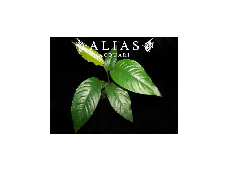 Anubias species Short & Sharp