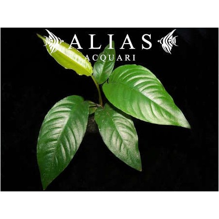 Anubias species Short & Sharp