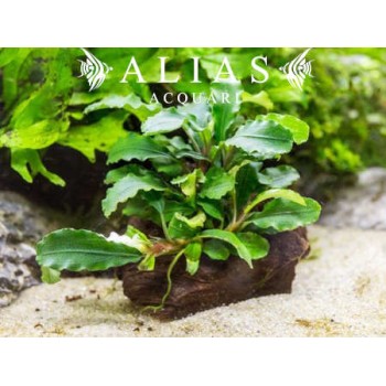 Bucephalandra green wavy