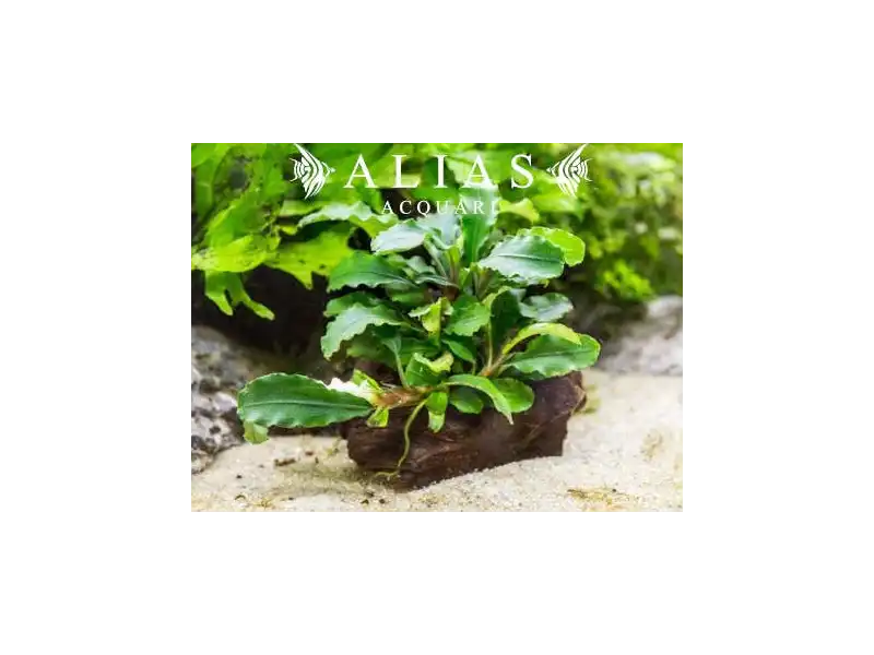 Bucephalandra green wavy