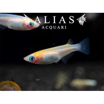 Oryzias latipes red white (Medaka)
