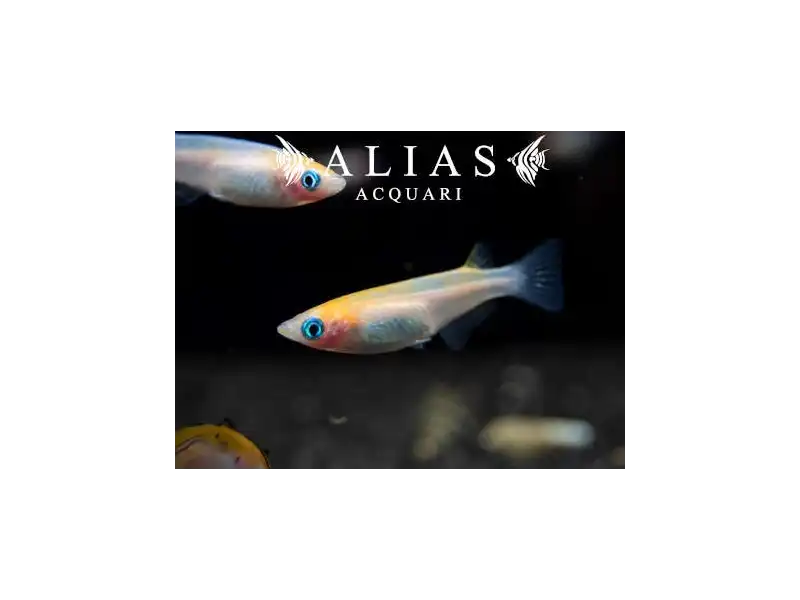 Oryzias latipes red white (Medaka)