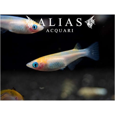 Oryzias latipes red white (Medaka)