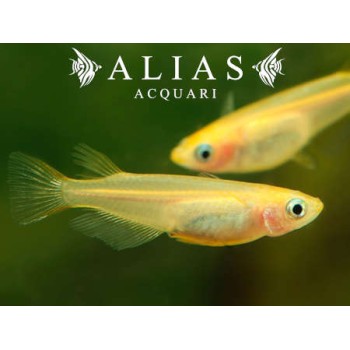 Oryzias latipes Orange (Medaka)