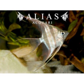 Pterophyllum scalare Altum Dantume wild form