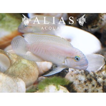 Telmatochromis Burgeoni
