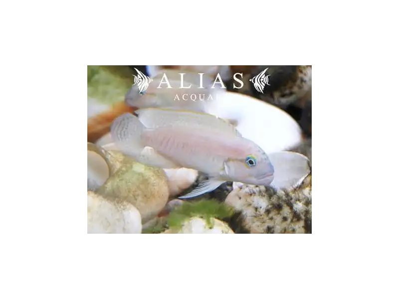 Telmatochromis Burgeoni