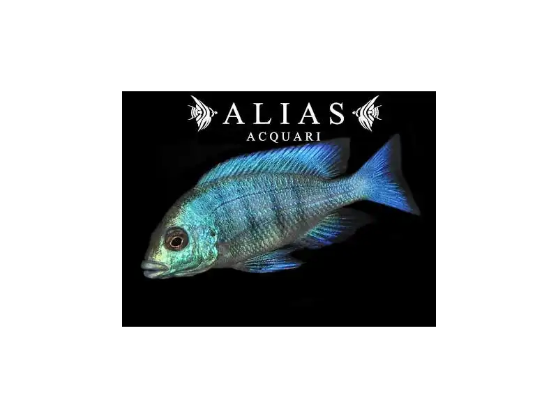 Placidochromis Phenochilus Giselli