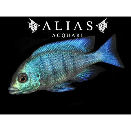 Placidochromis Phenochilus Giselli