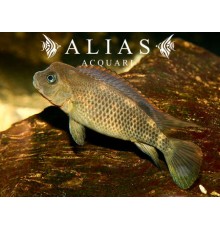 Steatocranus casuarius