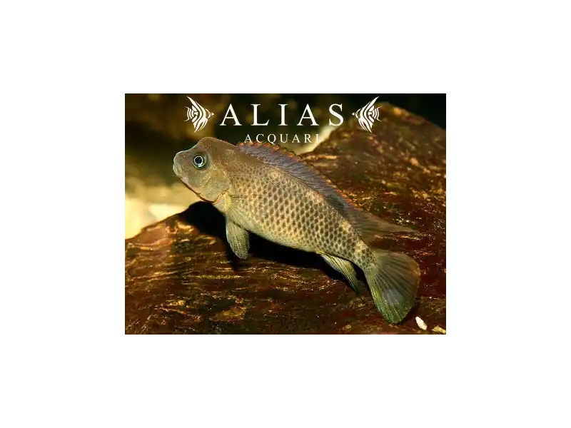 Steatocranus casuarius
