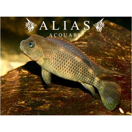 Steatocranus casuarius