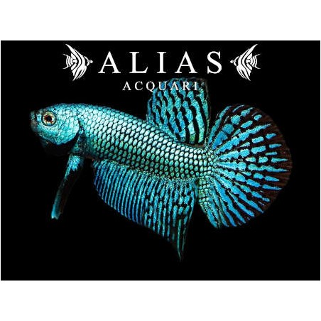 Betta splendens male Wild Alien Green