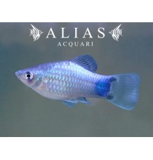 Platy Blue Mickey Mouse