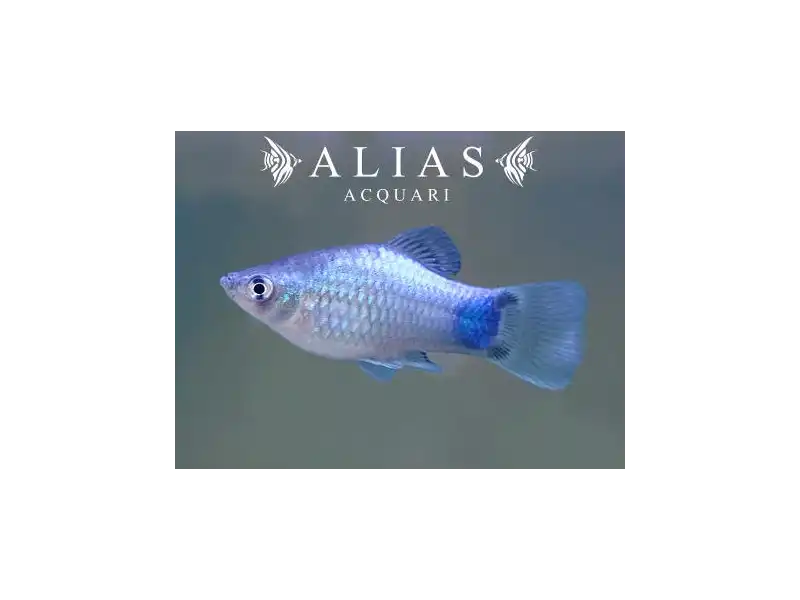 Platy Blue Mickey Mouse