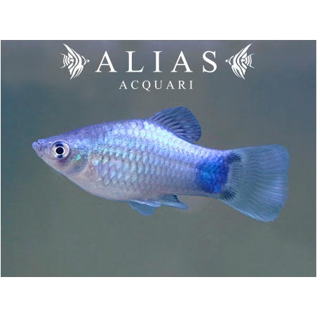 Platy Blue Mickey Mouse