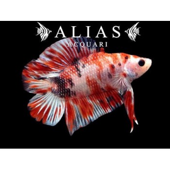 Betta splendens male Plakat double tail Koi