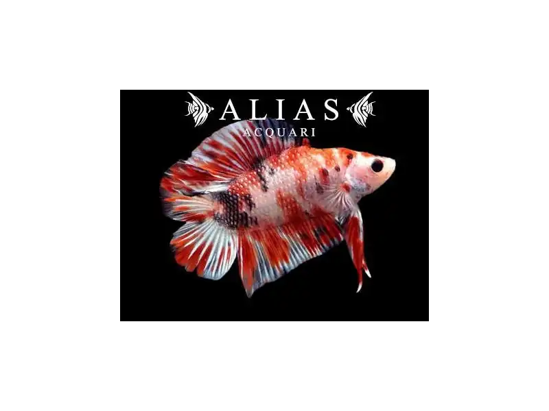 Betta splendens male Plakat double tail Koi