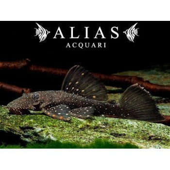 L059 Ancistrus Hoplogenys