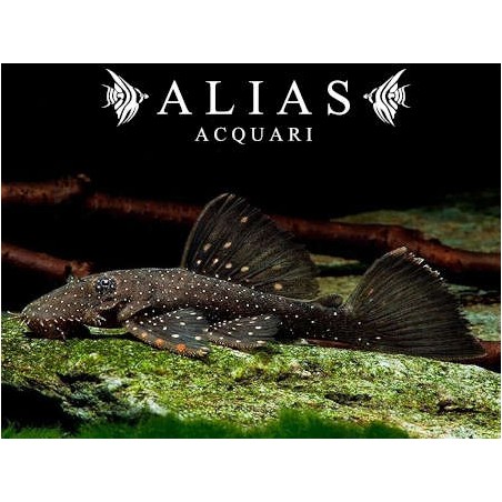 L059 Ancistrus Hoplogenys