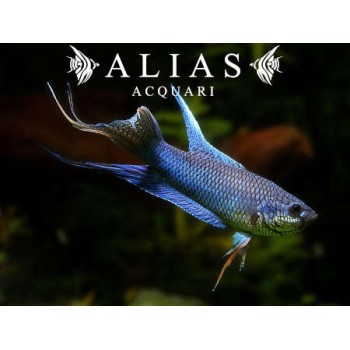 Macropodus Spechti Royal Blue