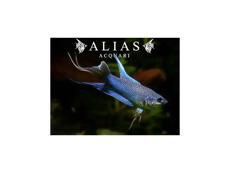 Macropodus Spechti Royal Blue