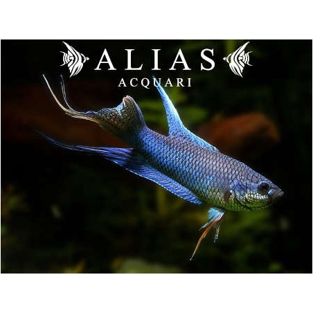 Macropodus Spechti Royal Blue