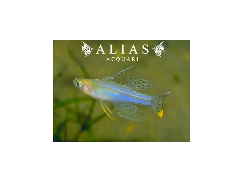 Pseudomugil Paskai