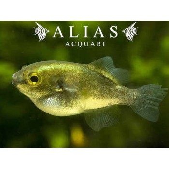 Auriglobus Modestus