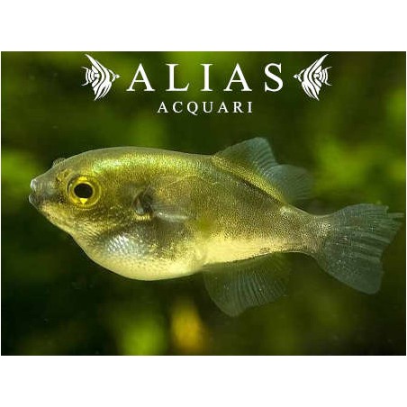 Auriglobus Modestus