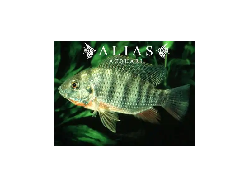 Tilapia Rendalli