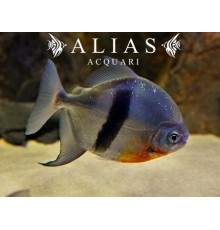 Myleus schomburgkii