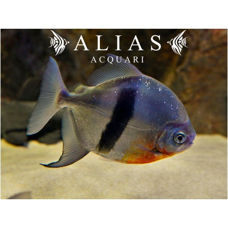Myleus schomburgkii