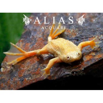 Hymenochirus Boettgeri Gold
