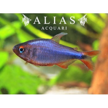 Hyphessobrycon Wadai