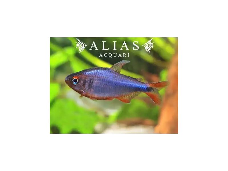 Hyphessobrycon Wadai