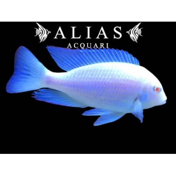Haplochromis (Cyrtocara) Moorii Albin