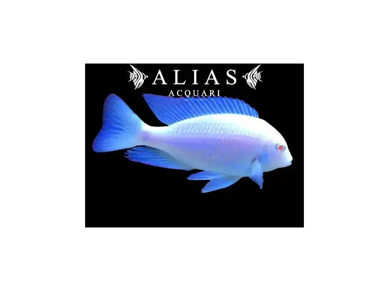 Haplochromis (Cyrtocara) Moorii Albin