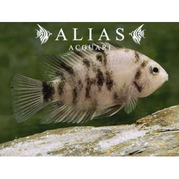 Cichlasoma Nigrofasciatum Marble