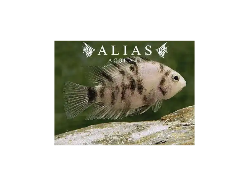 Cichlasoma Nigrofasciatum Marble