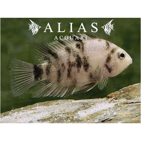 Cichlasoma Nigrofasciatum Marble