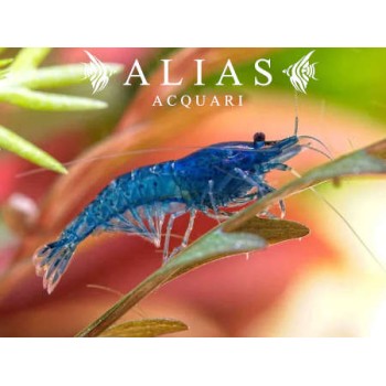 Blue Cherry Shrimp