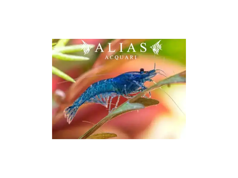 Blue Cherry Shrimp