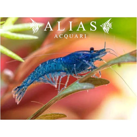Blue Cherry Shrimp