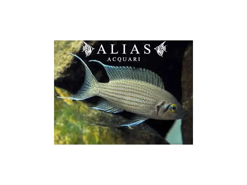 Lamprologus Olivaceus