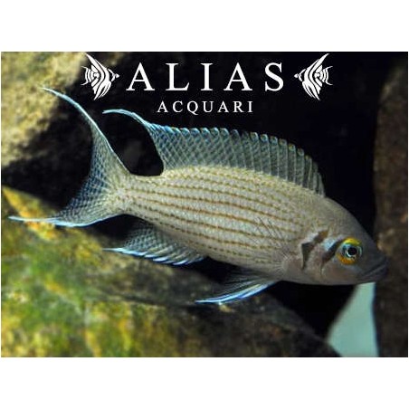 Lamprologus Olivaceus