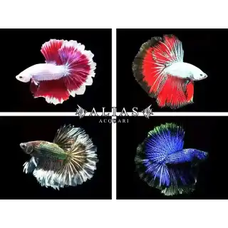 Betta Splendens Male Dragon Halfmoon Mix