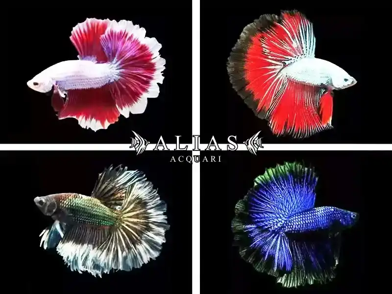 Betta Splendens Male Dragon Halfmoon Mix