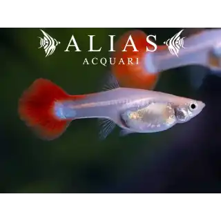 Guppy femmina Rainbow